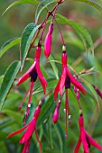 Fuchsia hatschbachii