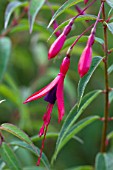 Fuchsia hatschbachii