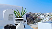 Aloe vera in pot and village of Fira in background, Santorini Island, Cyclades, Greece