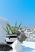 Aloe vera in pot and village of Fira in background, Santorini Island, Cyclades, Greece