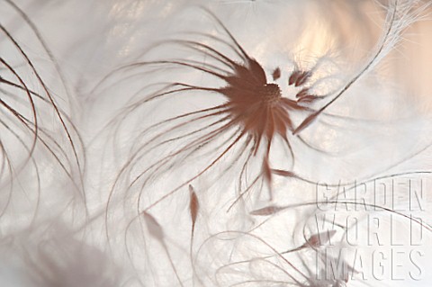 Clematis_feather_like_seedheads