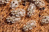 Sycamore Lace Bug (Tingidae sp) grouped under a bark to spend the winter, France