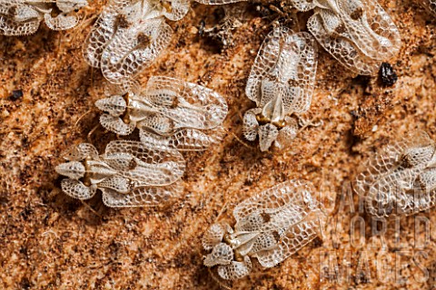 Sycamore_Lace_Bug_Tingidae_sp_grouped_under_a_bark_to_spend_the_winter_France