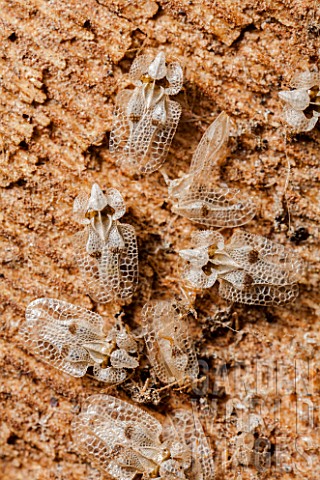 Sycamore_Lace_Bug_Tingidae_sp_grouped_under_a_bark_to_spend_the_winter_France