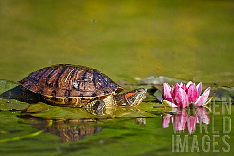 Trachemys_scripta_elegans_Redeared_terrapin_on_Water_Lily_France