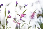 Gladiolus palustris flowers on white background