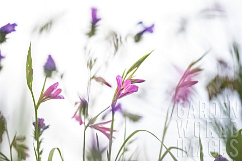 Gladiolus_palustris_flowers_on_white_background
