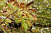 Capsule containing fruits in the middle of horse-chestnut leaves parasitised by leaf miner (Cameraria ohridella)