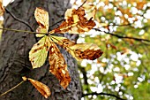 Capsule containing fruits in the middle of horse-chestnut leaves parasitised by leaf miner (Cameraria ohridella)