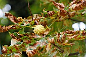 Capsule containing fruits in the middle of horse-chestnut leaves parasitised by leaf miner (Cameraria ohridella)