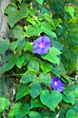 Ipomoea grandiflora