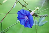 Ipomoea grandiflora