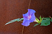 Ipomoea grandiflora