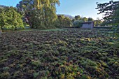 Damage caused by wild boars (Sus scrofa) in a garden, returned to lawn to look for earthworms, France