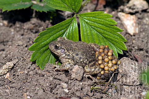 Alytes_obstetricans_Midwife_Toad_in_a_country_garden_in_spring_France