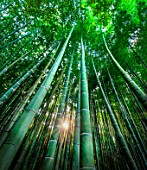 Bamboo forest in Kyoto, Japan