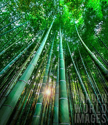 Bamboo_forest_in_Kyoto_Japan