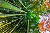 Bamboo forest in Kyoto, Japan