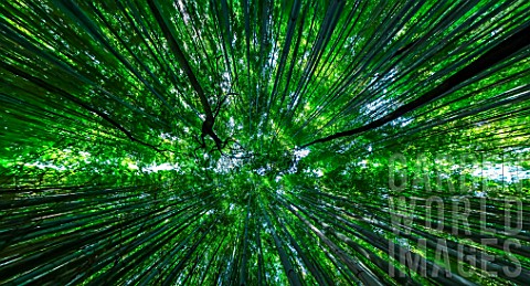 Bamboo_forest_in_Kyoto_Japan