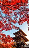 Tree pagoda in the Shinnyodo temple, Japan