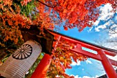 Acer trees, Red Torii, Kyoto, Japan