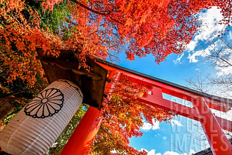 Acer_trees_Red_Torii_Kyoto_Japan
