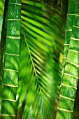 Bamboo, Bardia national park, Nepal