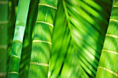 Bamboo, Bardia national park, Nepal