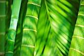 Bamboo, Bardia national park, Nepal