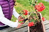 Little girl taking a cutting from Pelargonium