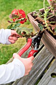 Little girl taking a cutting from Pelargonium