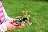 Little girl taking a cutting from Pelargonium