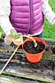 Little girl making cutting from Pelargonium