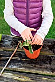 Little girl making cutting from Pelargonium