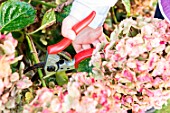 Little girl making a cutting from an Hydrangea