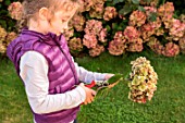 Little girl making a cutting from an Hydrangea