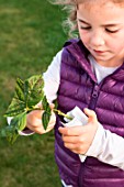 Little girl making a cutting from an Hydrangea, root hormone powder