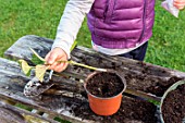 Little girl making a cutting from an Hydrangea