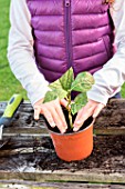 Little girl making a cutting from an Hydrangea