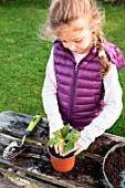 Little girl making a cutting from an Hydrangea