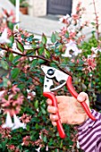 Little girl making a cutting from an Abelia