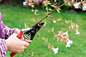 Little girl making a cutting from an Abelia