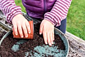 Little girl making a cutting from an Abelia