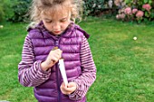 Little girl making a cutting from an Abelia