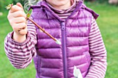 Little girl making a cutting from an Abelia