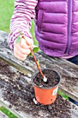 Little girl making a cutting from an Abelia