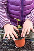 Little girl making a cutting from an Abelia, firming down