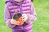 Little girl making a cutting from an Abelia, watering in