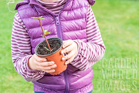 Little_girl_making_a_cutting_from_an_Abelia_watering_in