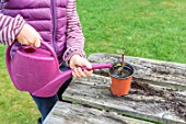 Little girl making a cutting from an Abelia, watering in